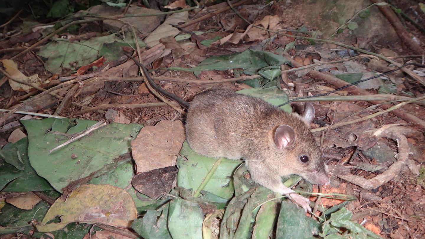 Mt. Abra de Ilog Mouse