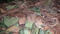 Mt. Abra de Ilog Mouse