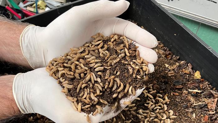 Black soldier fly larvae