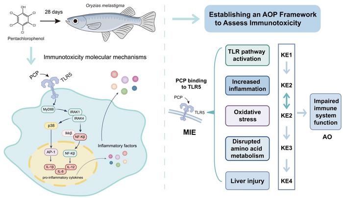 Establishment of the Immunotoxicity AOP Framework