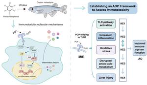 Establishment of the Immunotoxicity AOP Framework