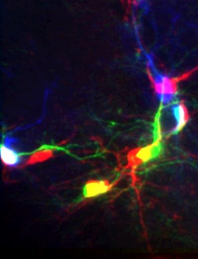 Neuron Division