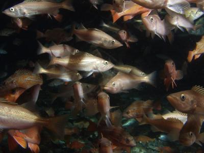 Rockfish