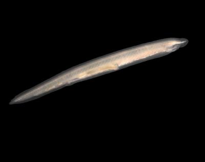 Amphioxus (<I>Branchiostoma lanceolatum</I>)