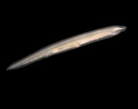 Amphioxus (<I>Branchiostoma lanceolatum</I>)