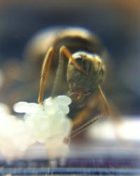 Close-Up of a Queen of the Black Garden Ant
