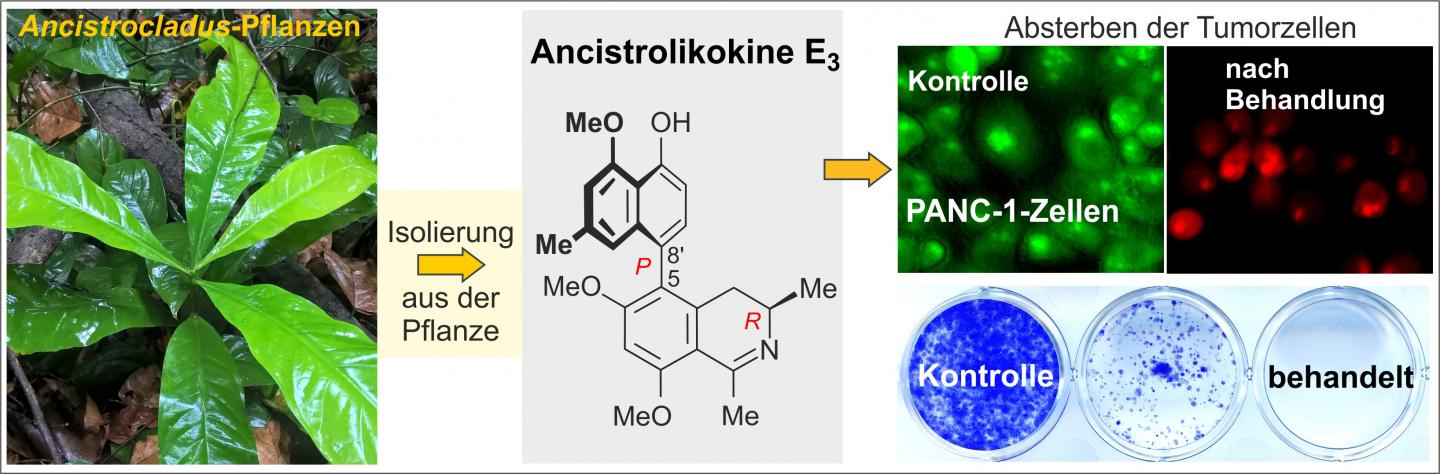 Plant-Based Anticancer Drug
