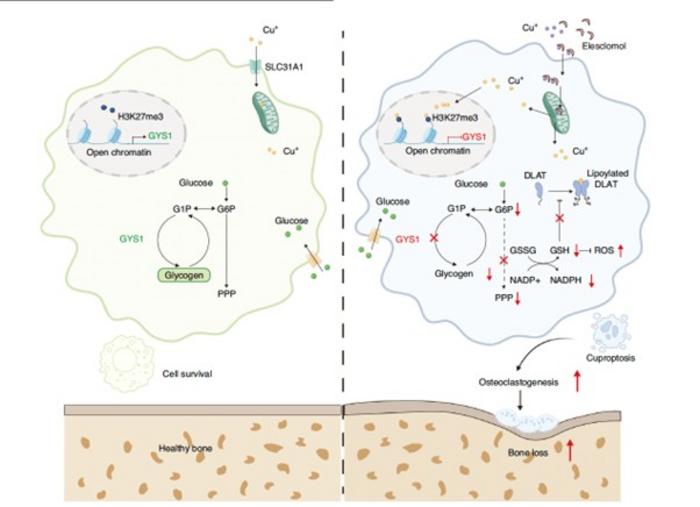 Model for regulation of cuproptosis by glycogen metabolism in macrophages