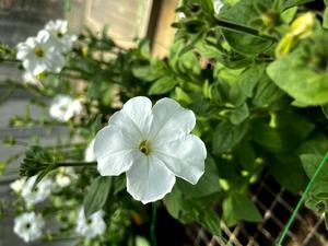 Gene-edited petunia flowers