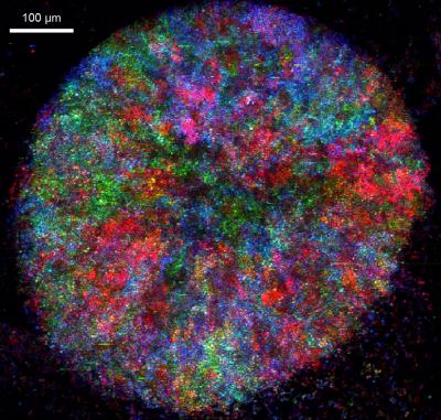 Metabolic Cooperation in a Social Baker's Yeast Community