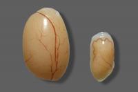Zika-infected Mouse Testicles