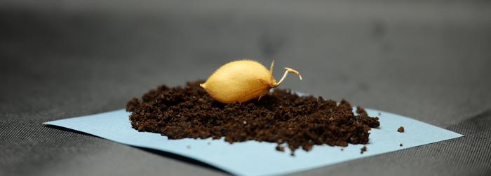 Chickpea grown in lunar regolith simulant