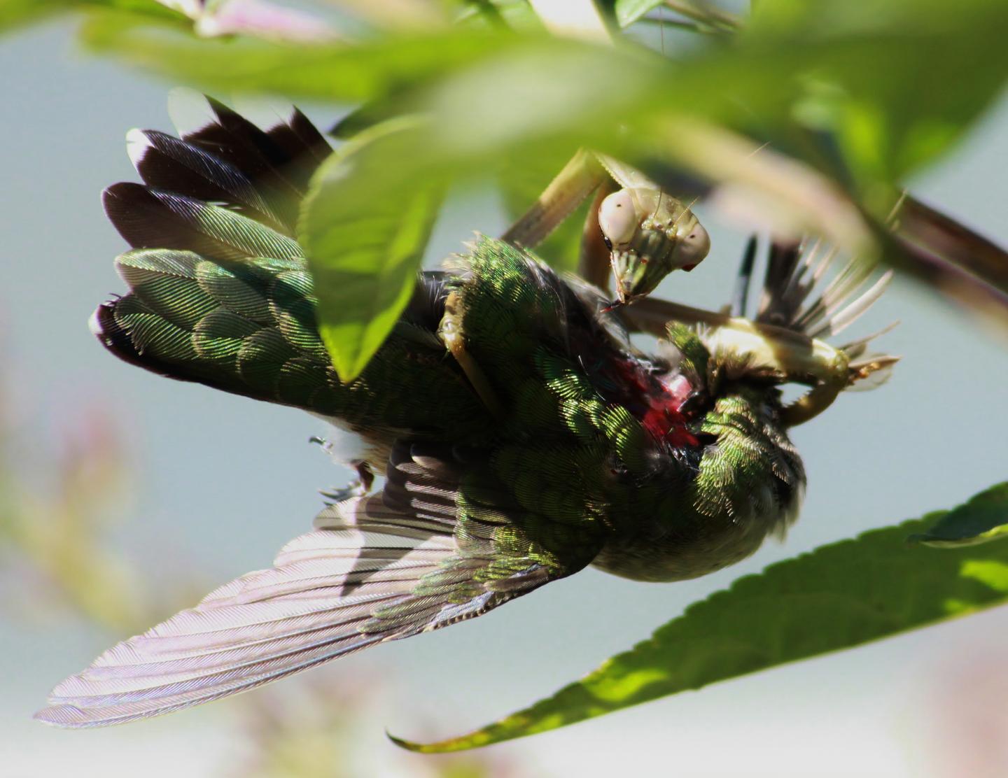 Praying Mantises Hunt Down Birds World