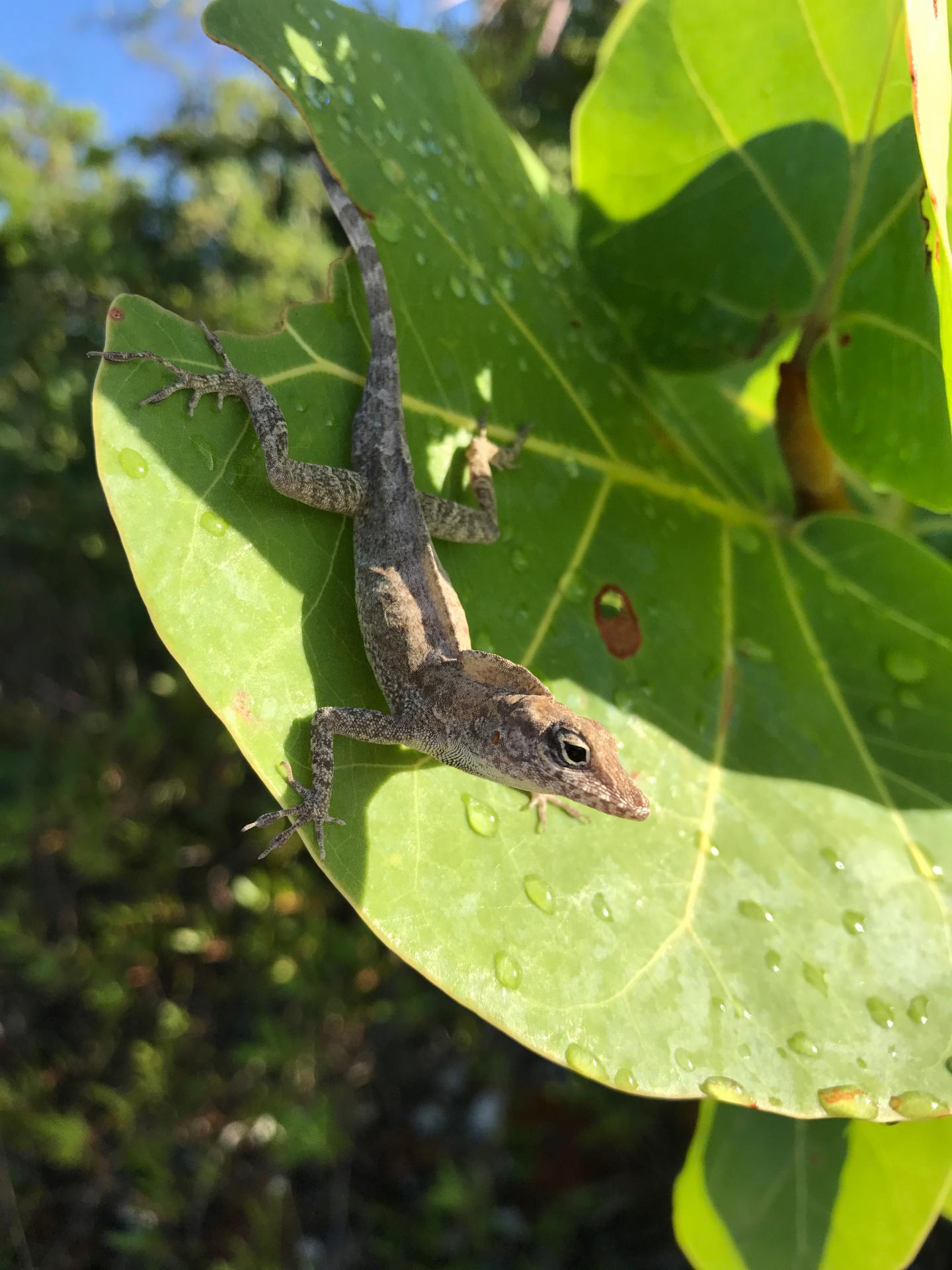 <i>Anolis Scriptus</i> 2