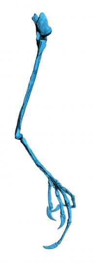 3D Construction of Foot Skeleton