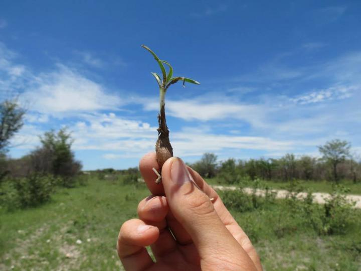 Bulb Size Varies, Even Among Related Plants
