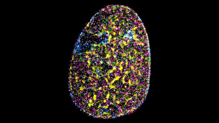 Nanoscale organisation of many different proteins in a mammalian nucleus obtained with DNA-PAINT imaging