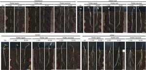 Roots bend away from rotten apple, leaf, sawdust