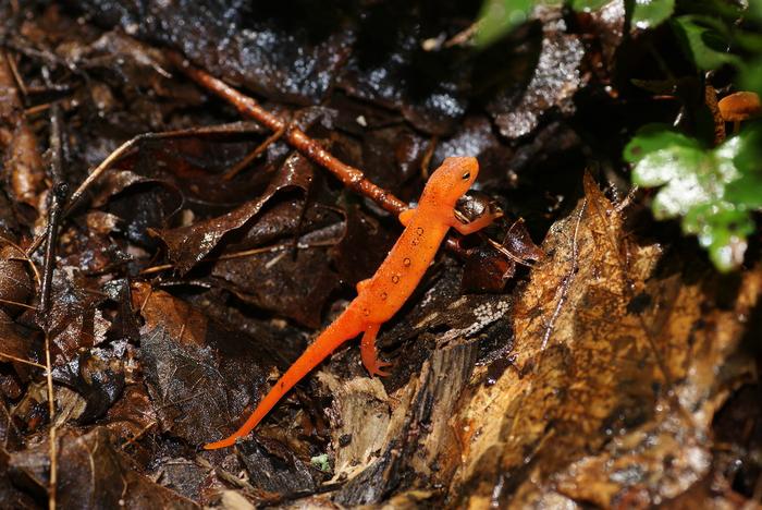 salamander