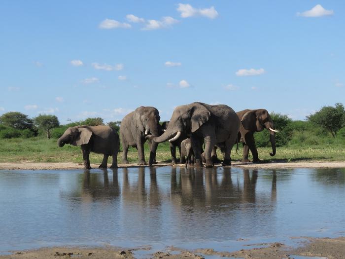 Investigating the adaptive coping mechanisms of rewilded elephants: A comparison of behavioural and physiological variables with wild elephants