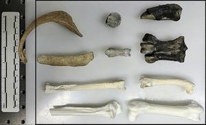 Overview of the fossil specimens and the µ-XRF scanning area