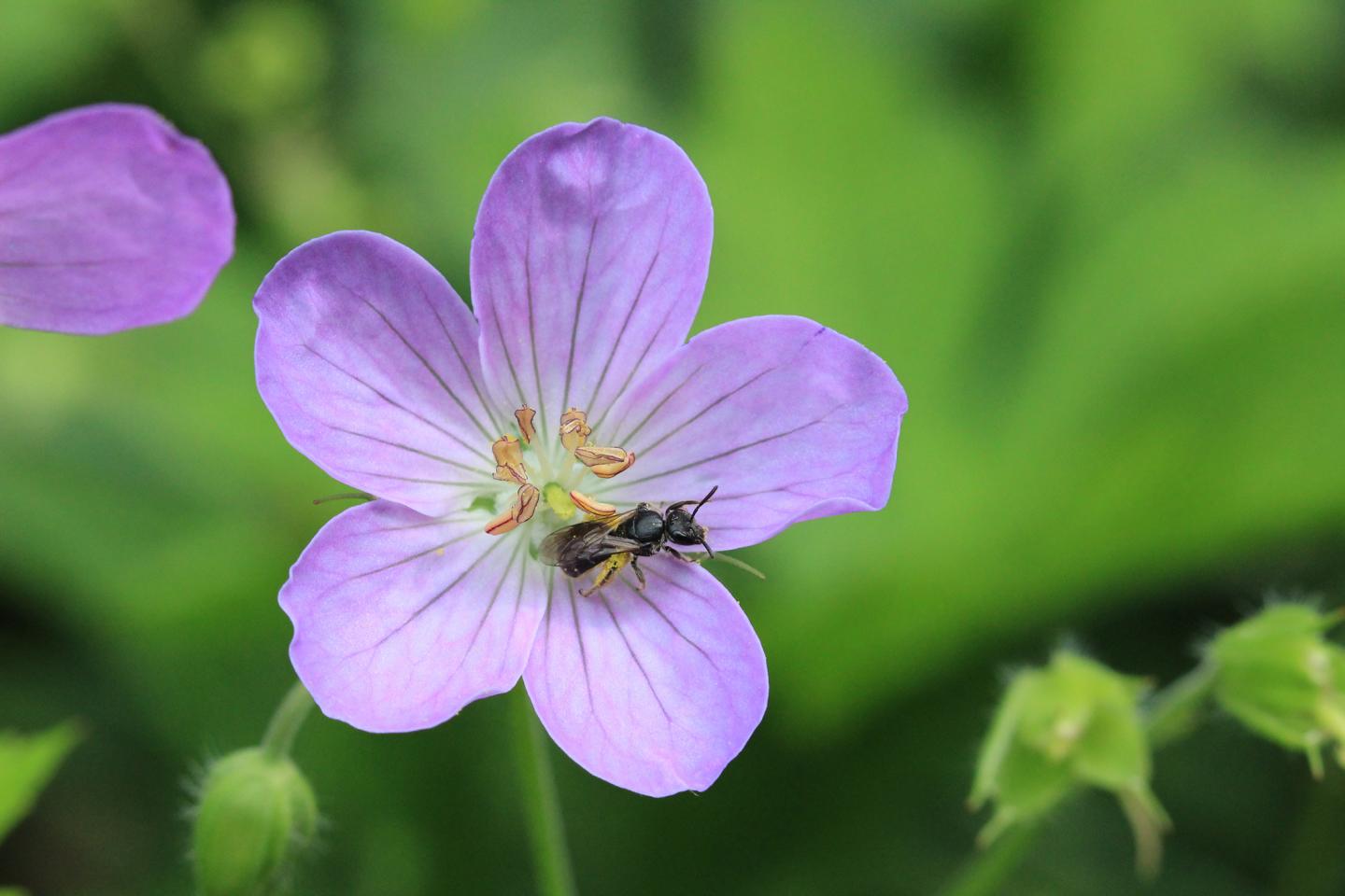 Wild Bees