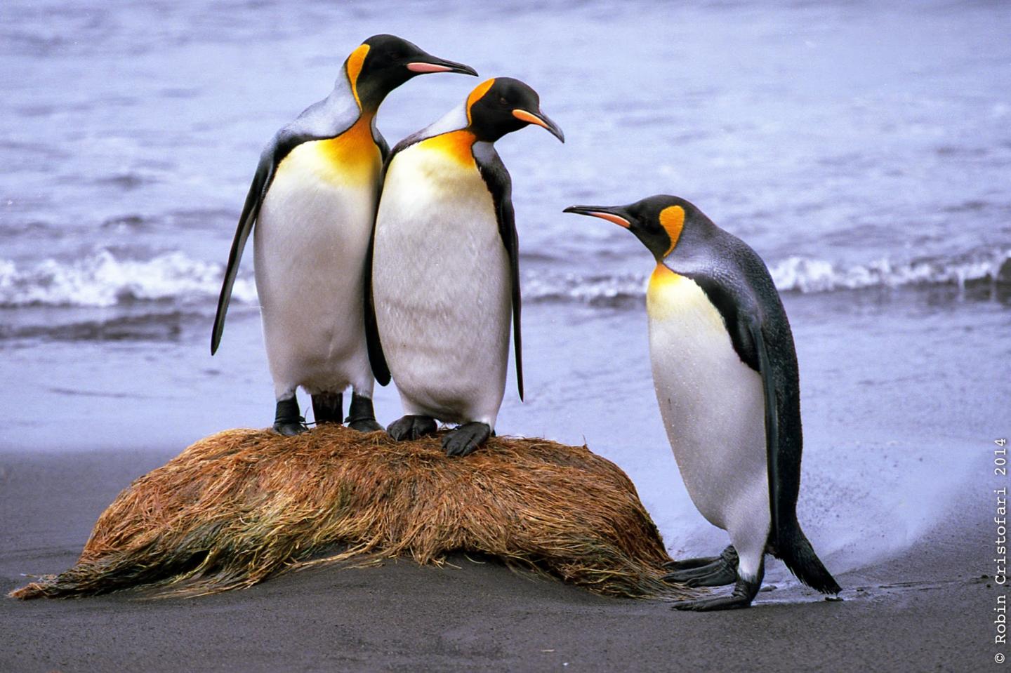 Pengiuns