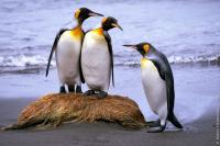 Pengiuns