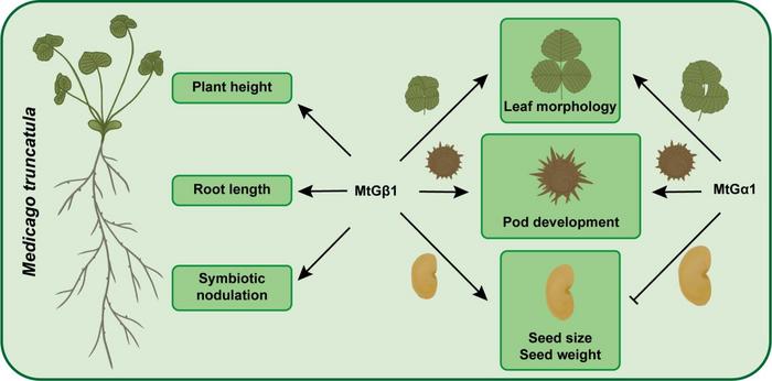 Heterotrimeric G-protein subunits regulate plant architecture, pod development, seed size, and symbiotic nodulation in Medicago truncatula