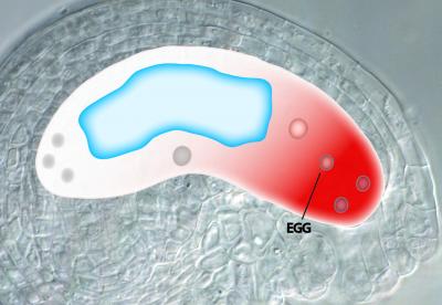 Embryo Sac