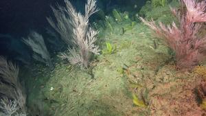 Deep coral ecosystems