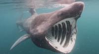Basking Shark