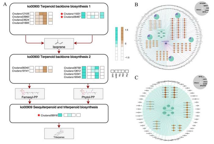 Key EGs and their transcriptional regulatory networks involved in Triterpenoid biosynthesis.