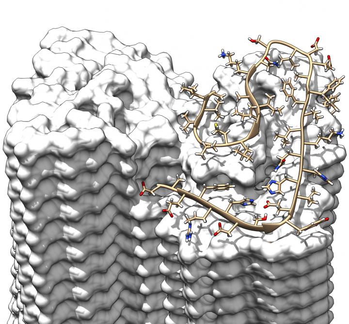Overlapping Arrangement of the A&#946; Proteins
