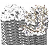 Overlapping Arrangement of the A&#946; Proteins