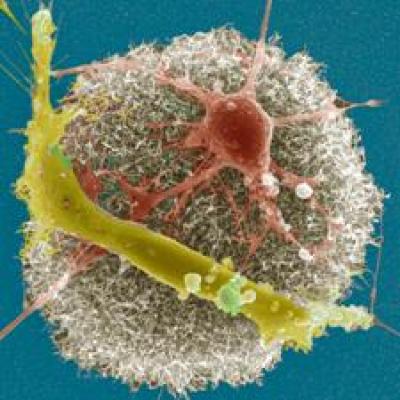 Neuronal Cells