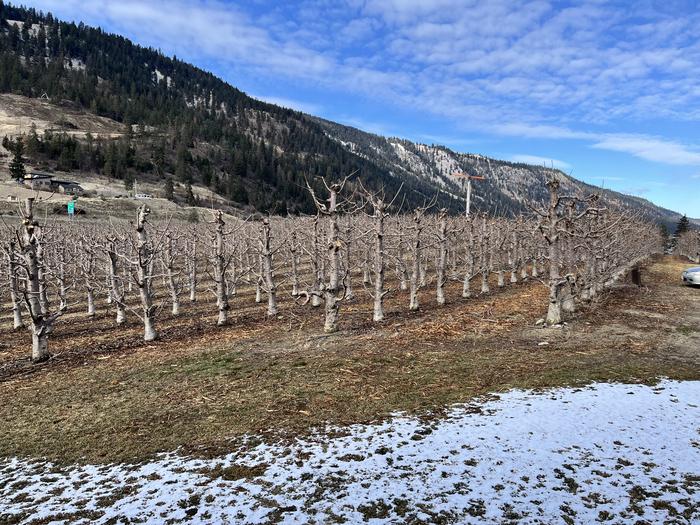 A cold snap in the Okanagan