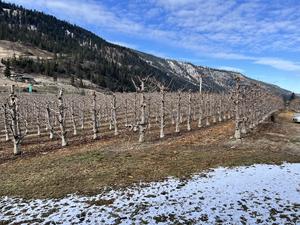 A cold snap in the Okanagan