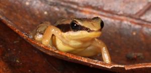 Historical and current population DNA reveals that there are at least 12 species of rocket frogs, three of which are already extinct