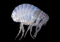 Human Flea