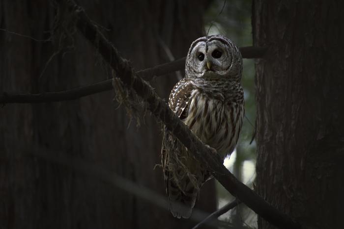 Barred owl perched in mature closed-canopy forest, northwestern California