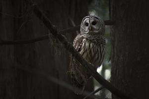 Barred owl perched in mature closed-canopy forest, northwestern California