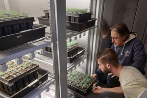 New study shows benefits of ammonium for pine root growth