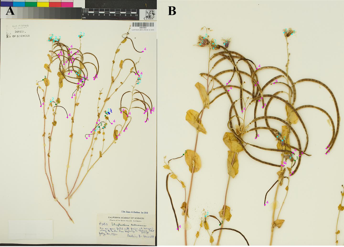Sample Specimen