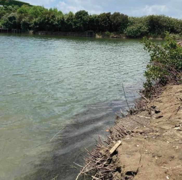 Brackish mangrove habitat of Brachygobius jennie sp. nov.
