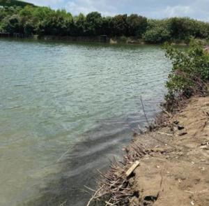 Brackish mangrove habitat of Brachygobius jennie sp. nov.