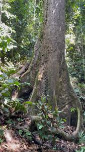 A tree climber at the canopy of a Dipterocarp tree during sample collection.