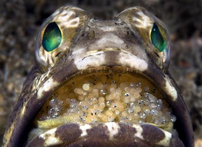 2009 Underwater Photo Contest Winner -- Portrait