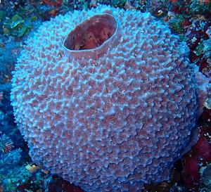Petrosia sponge found in a coral reef of Mayotte, in the Indian Ocean – one of the many types of sponge that can be a host to bizarre branching worms.