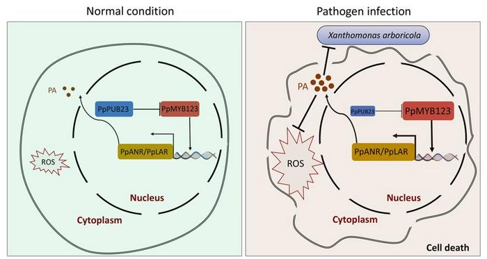 A proposed model of PpMYB123-mediated PA accumulation alleviating BS disease in peach.